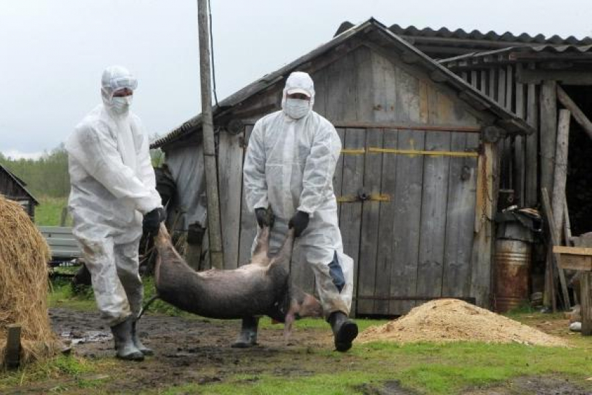 Африканская чума свиней добралась до Тамбовской области 