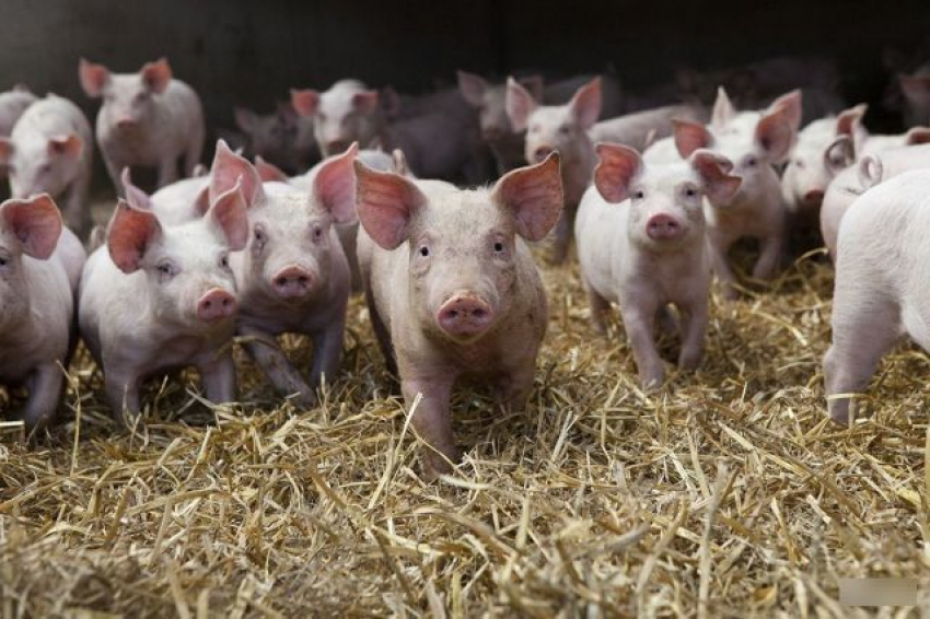 Проект «Русагро» по строительству новых свинокомплексов в Тамбовской области будет расширен 