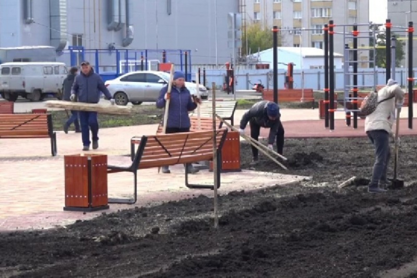 В новом сквере на улице Киквидзе украли недавно высаженные кустарники