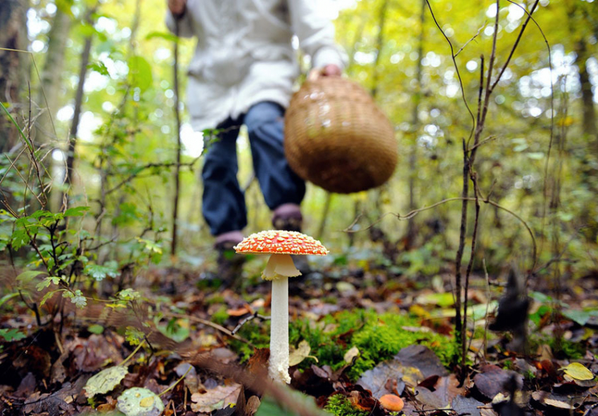 В Тамбовском районе шестеро детей из многодетной семьи отравились грибами