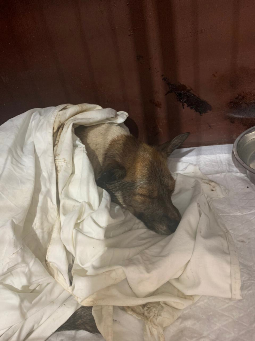 В приюте под Тамбовом спасли покрытую битумом собаку
