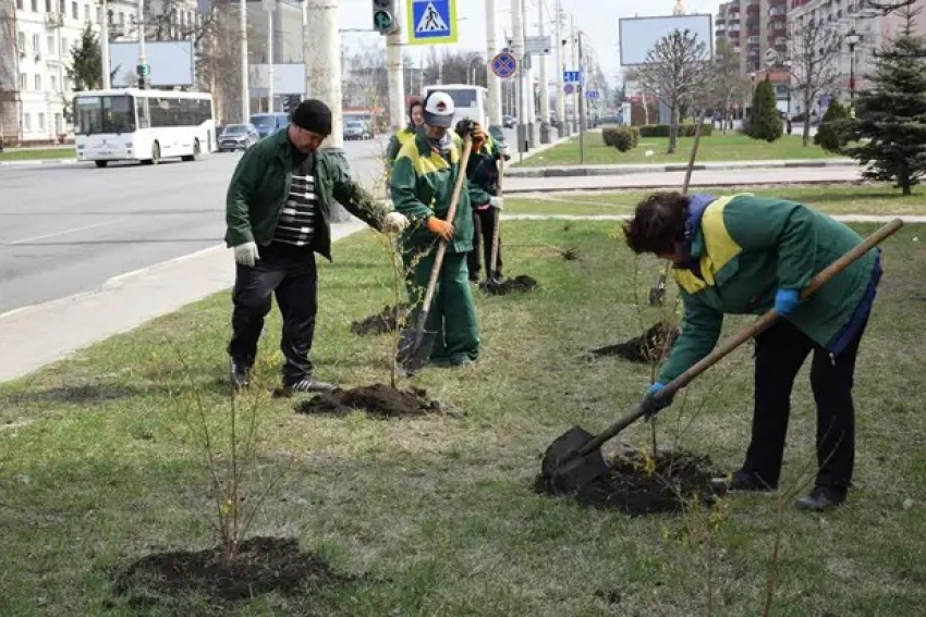 В ближайший месяц в Тамбове планируют посадить 1000 деревьев и 3500 кустарников