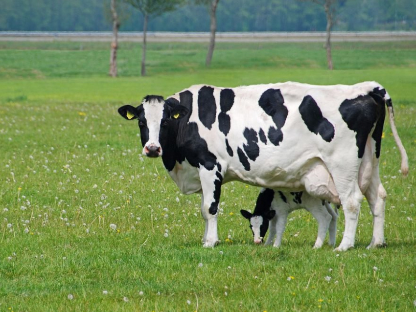 Тамбовское хозяйство закупило венгерских коров