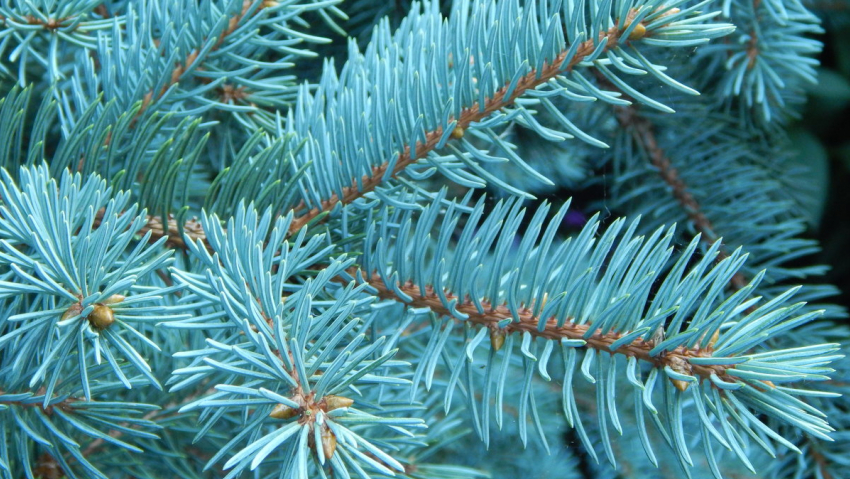 Житель Мичуринска украл с площади Славы ель в канун Нового года