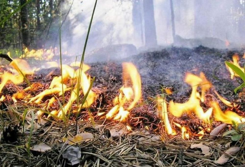 В Тамбовском районе ликвидировали лесной пожар