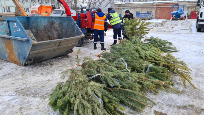 В Тамбове в рамках экологической акции собрали 60 кубов новогодних ёлок