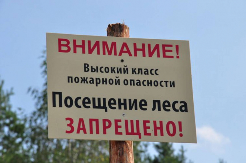 В Тамбовской области запрещено посещать леса 