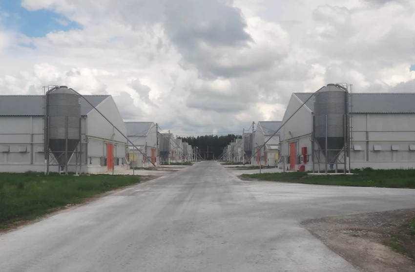Токарёвской птицефабрике в пятнадцатый раз пригрозили банкротством