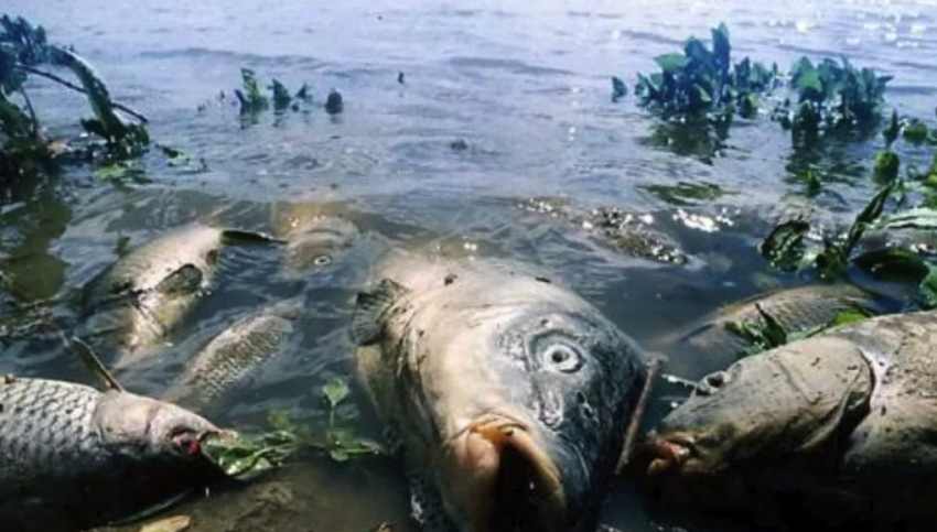 Шесть миллионов намерена взыскать прокуратура с «Тамбовского бекона» за гибель рыбы 