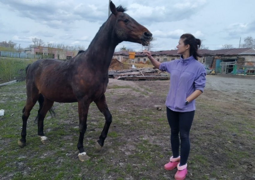 Тамбовчан просят помочь спасти от голода 16 лошадей