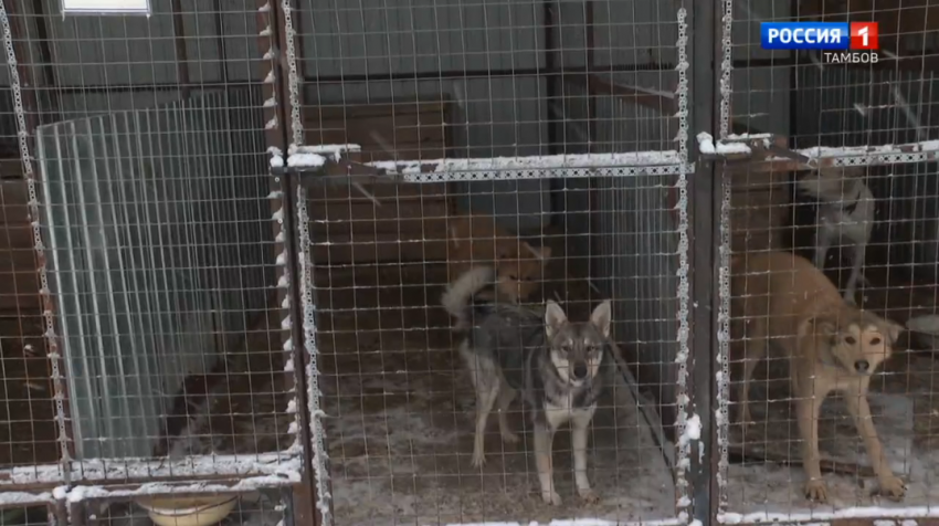 Тамбовские волонтёры передали более 50 килограммов корма для приюта “Доброе сердце”