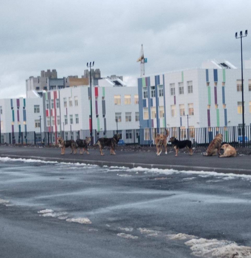 Власти Тамбова выделили средства на отлов собак возле новой школы в микрорайоне Телецентр 