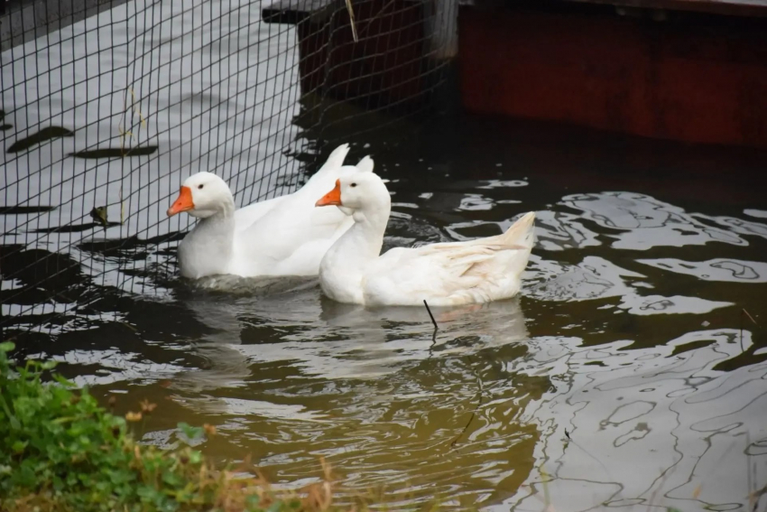 В Тамбове на Набережной появилось зимнее убежище для гусей