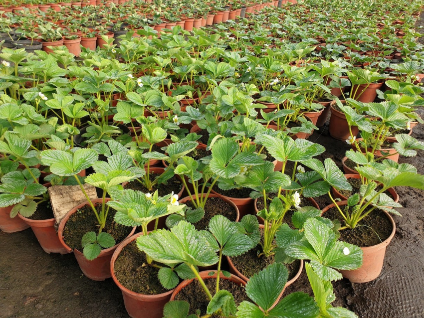 «Тамбовские сады» расширяют плантации клубники   