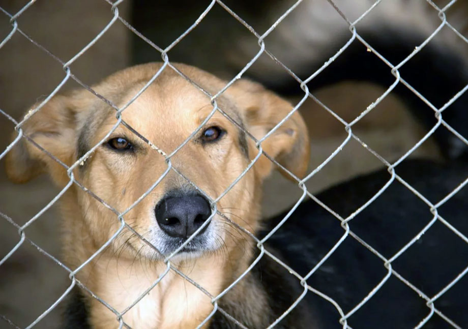 В Тамбове потратят 15 миллионов рублей на отлов бездомных собак в 2023-2024 году