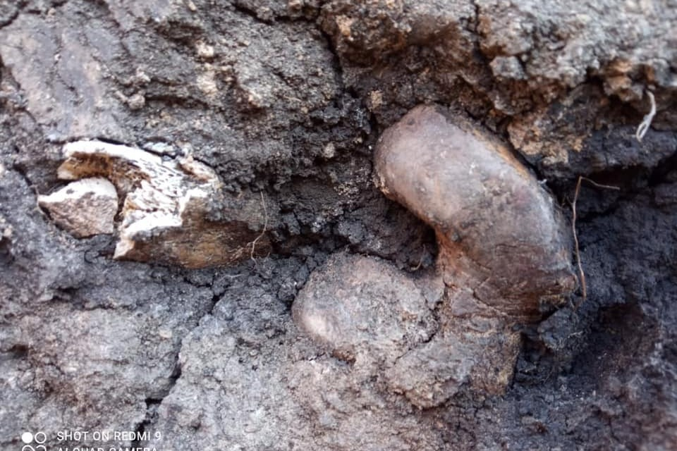 Археологи изучили древние останки, найденные водопроводчиками в Петровском районе