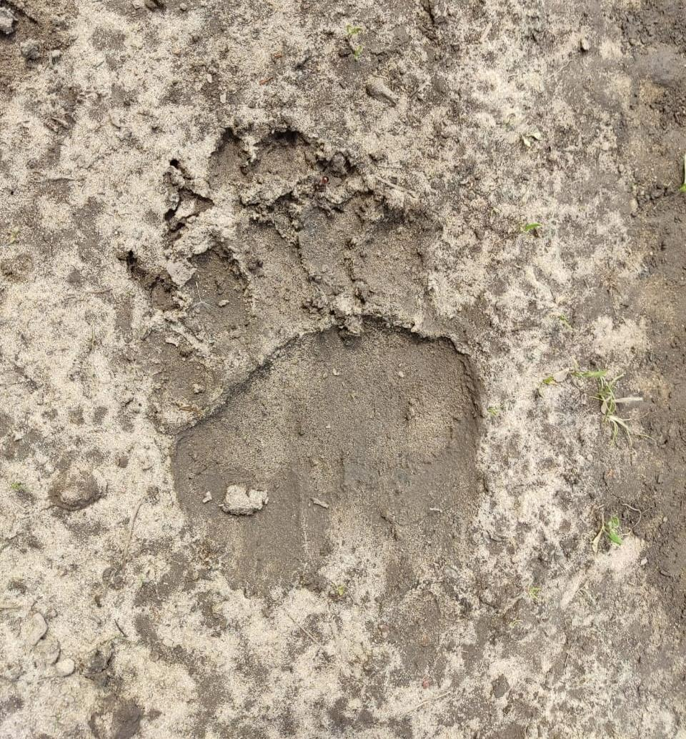 В Моршанском районе обнаружили следы медведя на берегу Цны