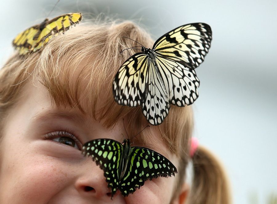 Butterflies-7.jpg Butterflies-7.jpg